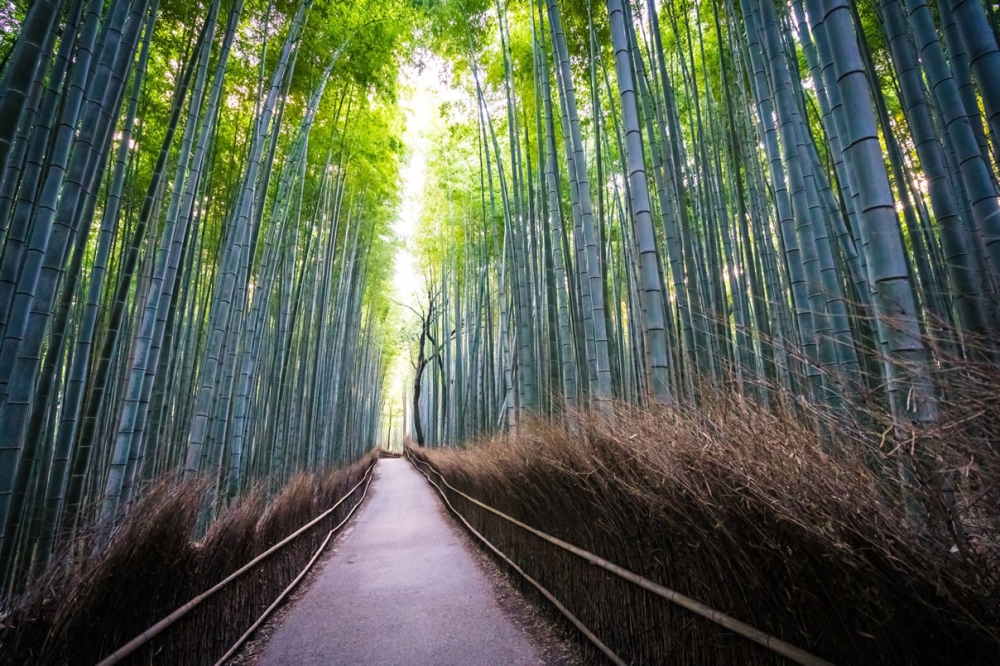 岚山竹林